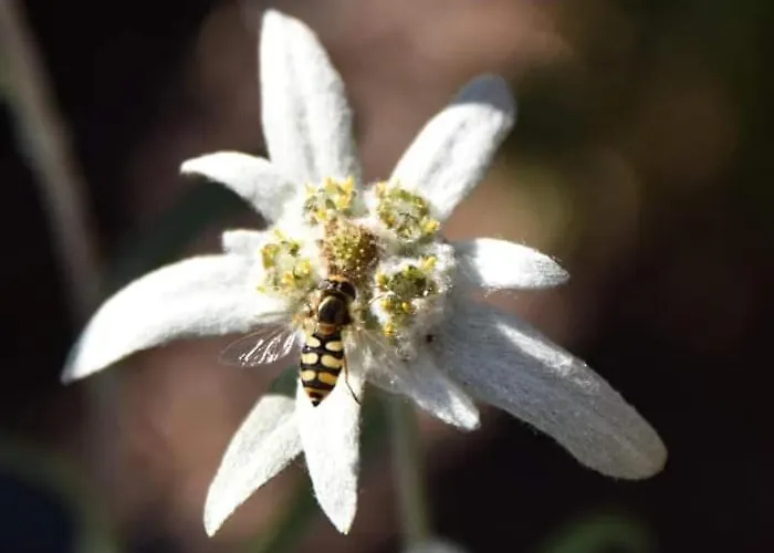 Gschwandthof Apartment
