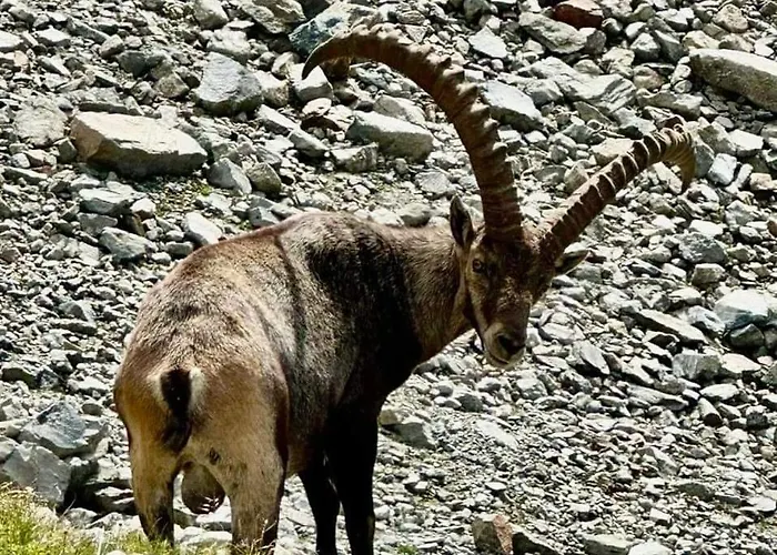 Gschwandthof Apartment St. Leonhard im Pitztal